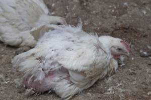 Broiler (meat) chickens, approx 7 weeks old - Close to slaughter weight - Captured at Unknown Red Lea Broiler Farm, Marulan NSW Australia.