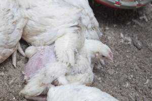 Broiler (meat) chickens, approx 7 weeks old - Close to slaughter weight - Captured at Unknown Red Lea Broiler Farm, Marulan NSW Australia.