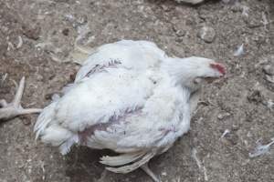 Broiler (meat) chickens, approx 7 weeks old - Close to slaughter weight - Captured at Unknown Red Lea Broiler Farm, Marulan NSW Australia.