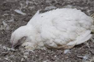 Broiler (meat) chickens, approx 7 weeks old - Close to slaughter weight - Captured at Unknown Red Lea Broiler Farm, Marulan NSW Australia.