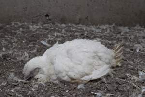 Broiler (meat) chickens, approx 7 weeks old - Close to slaughter weight - Captured at Unknown Red Lea Broiler Farm, Marulan NSW Australia.