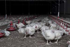 Broiler (meat) chickens, approx 7 weeks old - Close to slaughter weight - Captured at Unknown Red Lea Broiler Farm, Marulan NSW Australia.