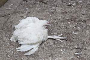 Broiler (meat) chickens, approx 7 weeks old - Close to slaughter weight - Captured at Unknown Red Lea Broiler Farm, Marulan NSW Australia.