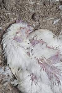 Broiler (meat) chickens, approx 7 weeks old - Close to slaughter weight - Captured at Unknown Red Lea Broiler Farm, Marulan NSW Australia.