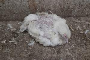 Broiler (meat) chickens, approx 7 weeks old - Close to slaughter weight - Captured at Unknown Red Lea Broiler Farm, Marulan NSW Australia.