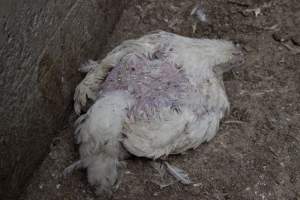 Broiler (meat) chickens, approx 7 weeks old - Close to slaughter weight - Captured at Unknown Red Lea Broiler Farm, Marulan NSW Australia.