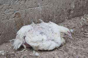 Broiler (meat) chickens, approx 7 weeks old - Close to slaughter weight - Captured at Unknown Red Lea Broiler Farm, Marulan NSW Australia.