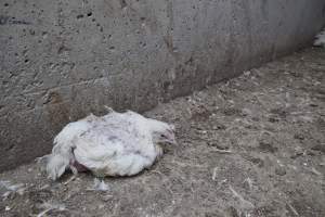 Broiler (meat) chickens, approx 7 weeks old - Close to slaughter weight - Captured at Unknown Red Lea Broiler Farm, Marulan NSW Australia.