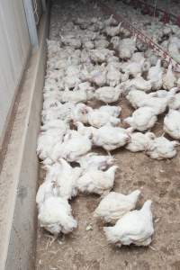 Broiler (meat) chickens, approx 7 weeks old - Close to slaughter weight - Captured at Unknown Red Lea Broiler Farm, Marulan NSW Australia.