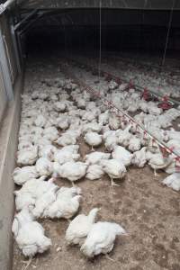 Broiler (meat) chickens, approx 7 weeks old - Close to slaughter weight - Captured at Unknown Red Lea Broiler Farm, Marulan NSW Australia.