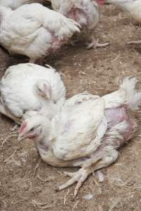 Broiler (meat) chickens, approx 7 weeks old - Close to slaughter weight - Captured at Unknown Red Lea Broiler Farm, Marulan NSW Australia.