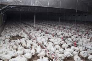 Broiler (meat) chickens, approx 7 weeks old - Close to slaughter weight - Captured at Unknown Red Lea Broiler Farm, Marulan NSW Australia.