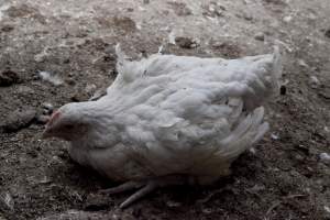 Broiler (meat) chickens, approx 7 weeks old - Close to slaughter weight - Captured at Unknown Red Lea Broiler Farm, Marulan NSW Australia.