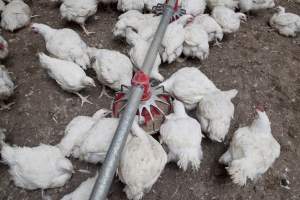 Broiler (meat) chickens, approx 7 weeks old - Close to slaughter weight - Captured at Unknown Red Lea Broiler Farm, Marulan NSW Australia.