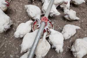 Broiler (meat) chickens, approx 7 weeks old - Close to slaughter weight - Captured at Unknown Red Lea Broiler Farm, Marulan NSW Australia.