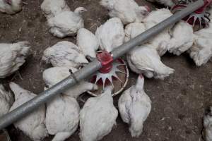 Broiler (meat) chickens, approx 7 weeks old - Close to slaughter weight - Captured at Unknown Red Lea Broiler Farm, Marulan NSW Australia.