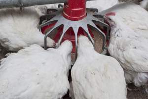 Broiler chickens eating - Close to slaughter weight - Captured at Unknown Red Lea Broiler Farm, Marulan NSW Australia.
