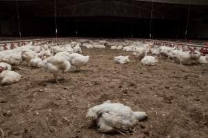 Broiler (meat) chickens, approx 7 weeks old - Close to slaughter weight - Captured at Unknown Red Lea Broiler Farm, Marulan NSW Australia.