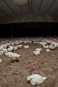 Broiler (meat) chickens, approx 7 weeks old - Close to slaughter weight - Captured at Unknown Red Lea Broiler Farm, Marulan NSW Australia.