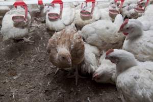 Brown-feathered broiler - Close to slaughter weight - Captured at Unknown Red Lea Broiler Farm, Marulan NSW Australia.