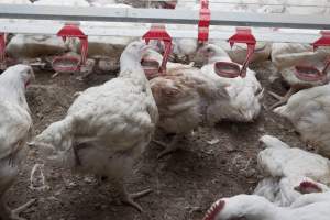 Brown-feathered broiler - Close to slaughter weight - Captured at Unknown Red Lea Broiler Farm, Marulan NSW Australia.