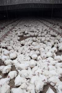 Broiler (meat) chickens, approx 7 weeks old - Close to slaughter weight - Captured at Unknown Red Lea Broiler Farm, Marulan NSW Australia.