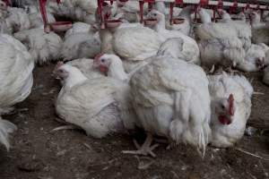 Broiler (meat) chickens, approx 7 weeks old - Close to slaughter weight - Captured at Unknown Red Lea Broiler Farm, Marulan NSW Australia.