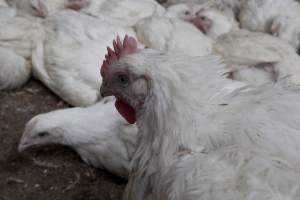 Broiler (meat) chickens, approx 7 weeks old - Close to slaughter weight - Captured at Unknown Red Lea Broiler Farm, Marulan NSW Australia.