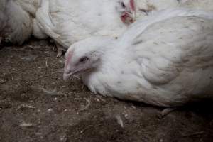 Broiler (meat) chickens, approx 7 weeks old - Close to slaughter weight - Captured at Unknown Red Lea Broiler Farm, Marulan NSW Australia.