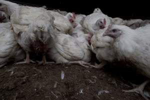 Broiler (meat) chickens, approx 7 weeks old - Close to slaughter weight - Captured at Unknown Red Lea Broiler Farm, Marulan NSW Australia.