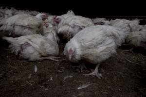 Broiler (meat) chickens, approx 7 weeks old - Close to slaughter weight - Captured at Unknown Red Lea Broiler Farm, Marulan NSW Australia.