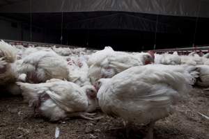 Broiler (meat) chickens, approx 7 weeks old - Close to slaughter weight - Captured at Unknown Red Lea Broiler Farm, Marulan NSW Australia.