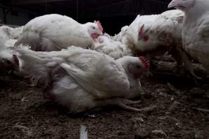 Broiler (meat) chickens, approx 7 weeks old - Close to slaughter weight - Captured at Unknown Red Lea Broiler Farm, Marulan NSW Australia.