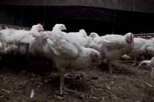 Broiler (meat) chickens, approx 7 weeks old - Close to slaughter weight - Captured at Unknown Red Lea Broiler Farm, Marulan NSW Australia.