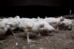 Broiler (meat) chickens, approx 7 weeks old - Close to slaughter weight - Captured at Unknown Red Lea Broiler Farm, Marulan NSW Australia.