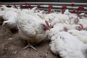 Broiler (meat) chickens, approx 7 weeks old - Close to slaughter weight - Captured at Unknown Red Lea Broiler Farm, Marulan NSW Australia.