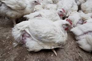 Broiler (meat) chickens, approx 7 weeks old - Close to slaughter weight - Captured at Unknown Red Lea Broiler Farm, Marulan NSW Australia.