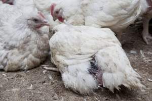 Broiler (meat) chickens, approx 7 weeks old - Close to slaughter weight - Captured at Unknown Red Lea Broiler Farm, Marulan NSW Australia.