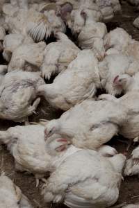 Broiler (meat) chickens, approx 7 weeks old - Close to slaughter weight - Captured at Unknown Red Lea Broiler Farm, Marulan NSW Australia.