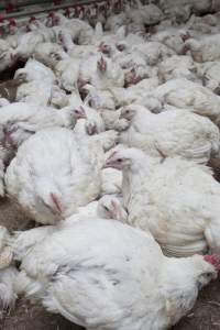 Broiler (meat) chickens, approx 7 weeks old - Close to slaughter weight - Captured at Unknown Red Lea Broiler Farm, Marulan NSW Australia.