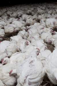 Broiler (meat) chickens, approx 7 weeks old - Close to slaughter weight - Captured at Unknown Red Lea Broiler Farm, Marulan NSW Australia.