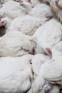 Broiler (meat) chickens, approx 7 weeks old - Close to slaughter weight - Captured at Unknown Red Lea Broiler Farm, Marulan NSW Australia.