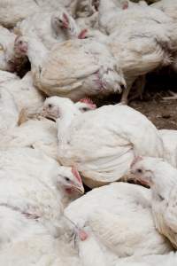 Broiler (meat) chickens, approx 7 weeks old - Close to slaughter weight - Captured at Unknown Red Lea Broiler Farm, Marulan NSW Australia.