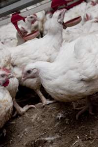 Broiler (meat) chickens, approx 7 weeks old - Close to slaughter weight - Captured at Unknown Red Lea Broiler Farm, Marulan NSW Australia.