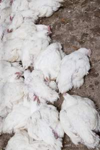 Broiler (meat) chickens, approx 7 weeks old - Close to slaughter weight - Captured at Unknown Red Lea Broiler Farm, Marulan NSW Australia.