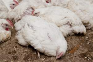 Broiler (meat) chickens, approx 7 weeks old - Close to slaughter weight - Captured at Unknown Red Lea Broiler Farm, Marulan NSW Australia.