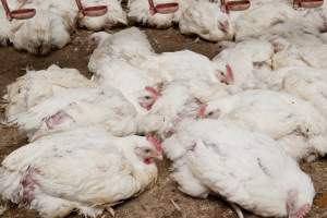 Broiler (meat) chickens, approx 7 weeks old - Close to slaughter weight - Captured at Unknown Red Lea Broiler Farm, Marulan NSW Australia.