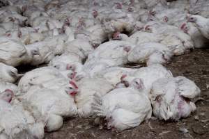 Broiler (meat) chickens, approx 7 weeks old - Close to slaughter weight - Captured at Unknown Red Lea Broiler Farm, Marulan NSW Australia.