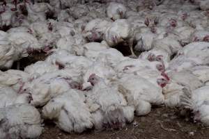 Broiler (meat) chickens, approx 7 weeks old - Close to slaughter weight - Captured at Unknown Red Lea Broiler Farm, Marulan NSW Australia.