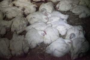 Broiler (meat) chickens, approx 7 weeks old - Close to slaughter weight - Captured at Unknown Red Lea Broiler Farm, Marulan NSW Australia.